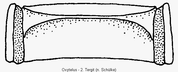 oxytelus_terg.gif