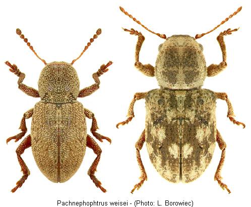 pachnephophtrus_weisei.jpg