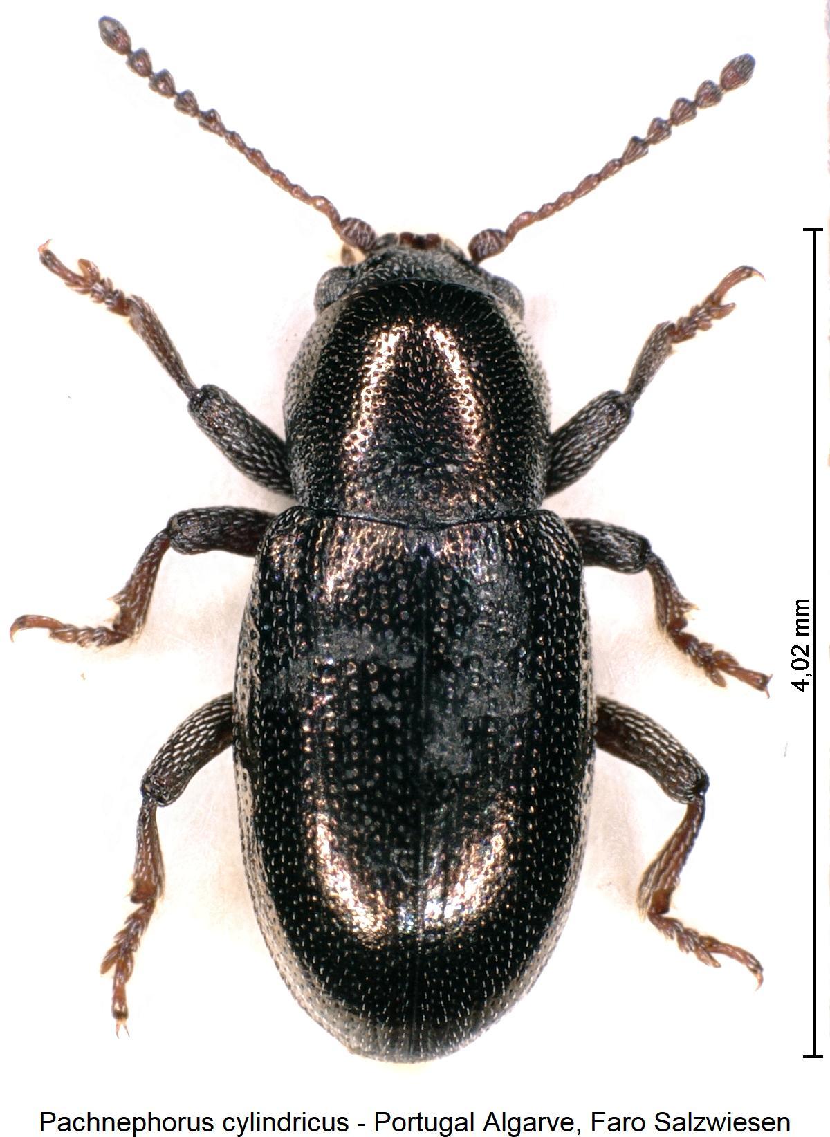 pachnephorus_cylindricus_hab.jpg