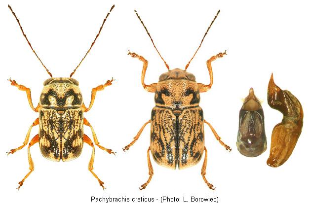 pachybrachis_creticus.jpg