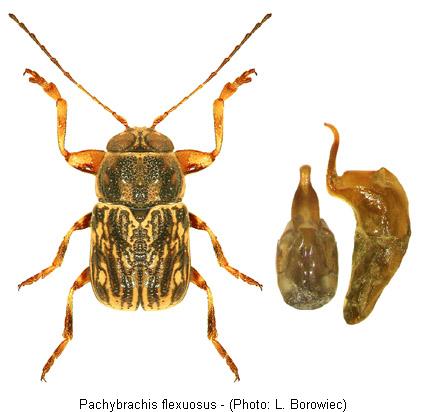 pachybrachis_flexuosus.jpg
