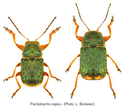pachybrachis_regius.jpg