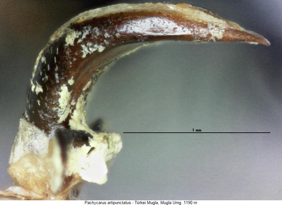 pachycarus_artipunctatus_sa.jpg