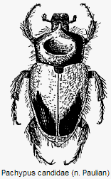 pachypus_candidae_hab.gif