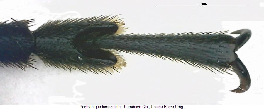 pachyta_quadrimaculatahtr.jpg