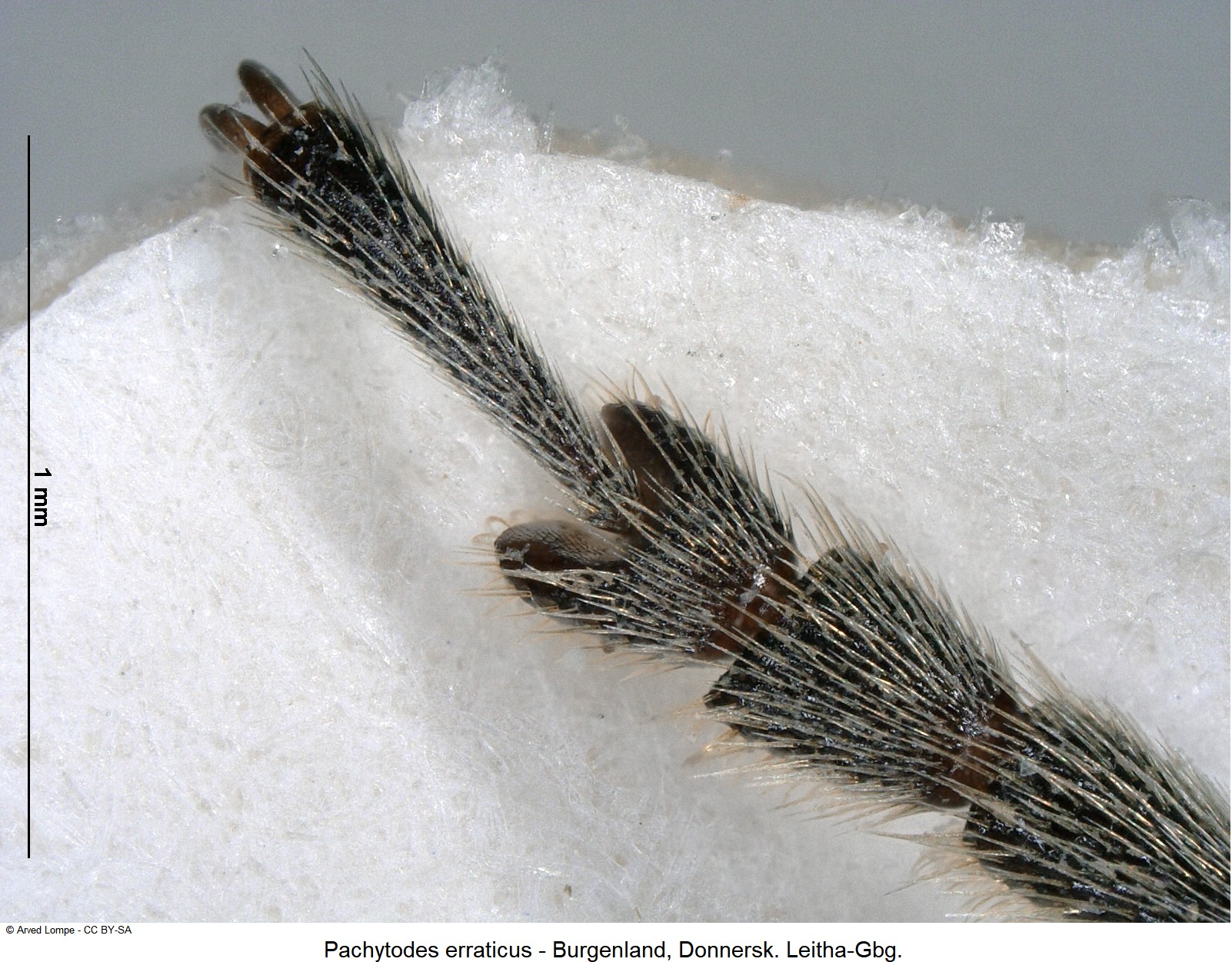 pachytodes_erraticus_ck10990_vtr.jpg