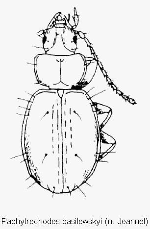 pachytrechodes_basilewskyi_hab.gif