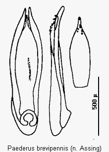 paederus_brevipennis.gif