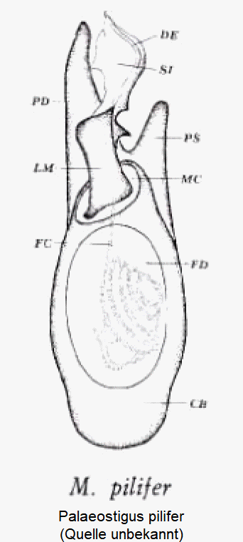 palaeostigus_pilifer.gif