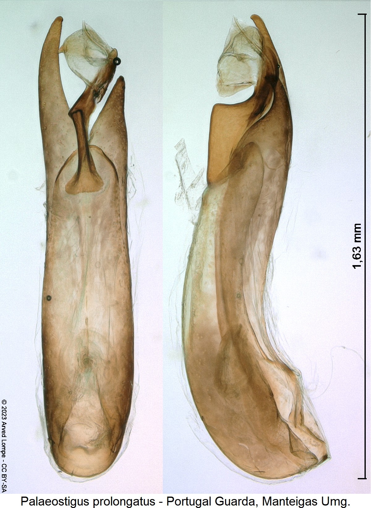 palaeostigus_prolongatus_$30349297.jpg