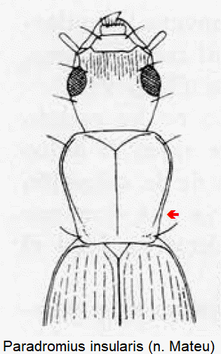 paradromius_insularis_vk.gif