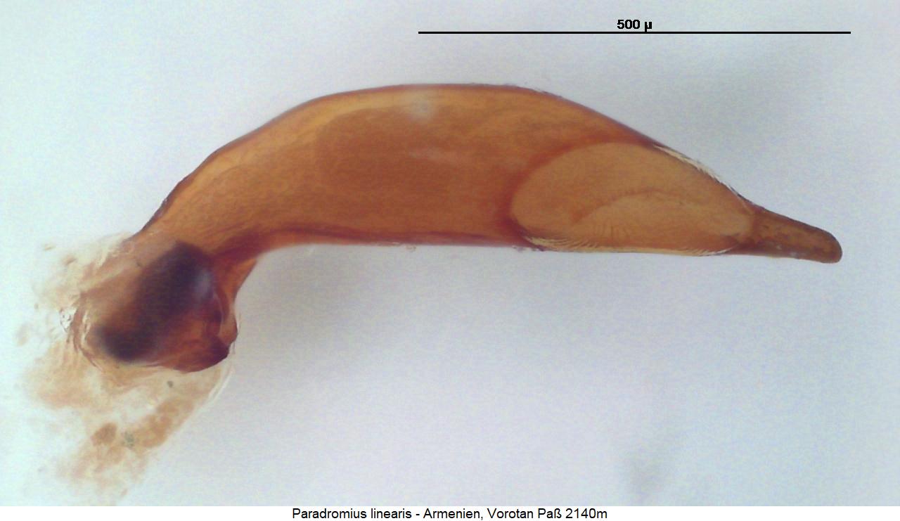paradromius_linearis1.jpg