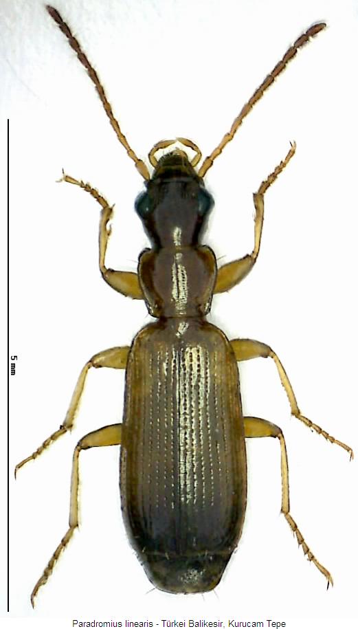 paradromius_linearis_hab.jpg