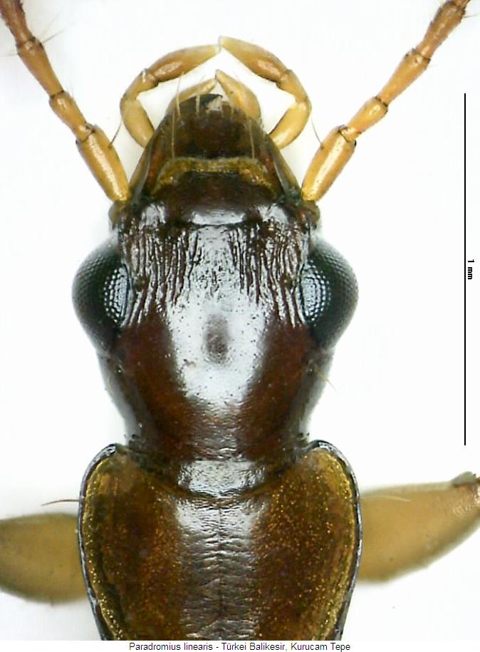 paradromius_linearis_k.jpg