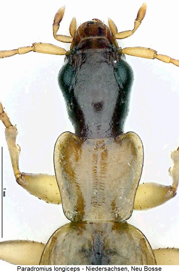 paradromius_longiceps_vk.jpg