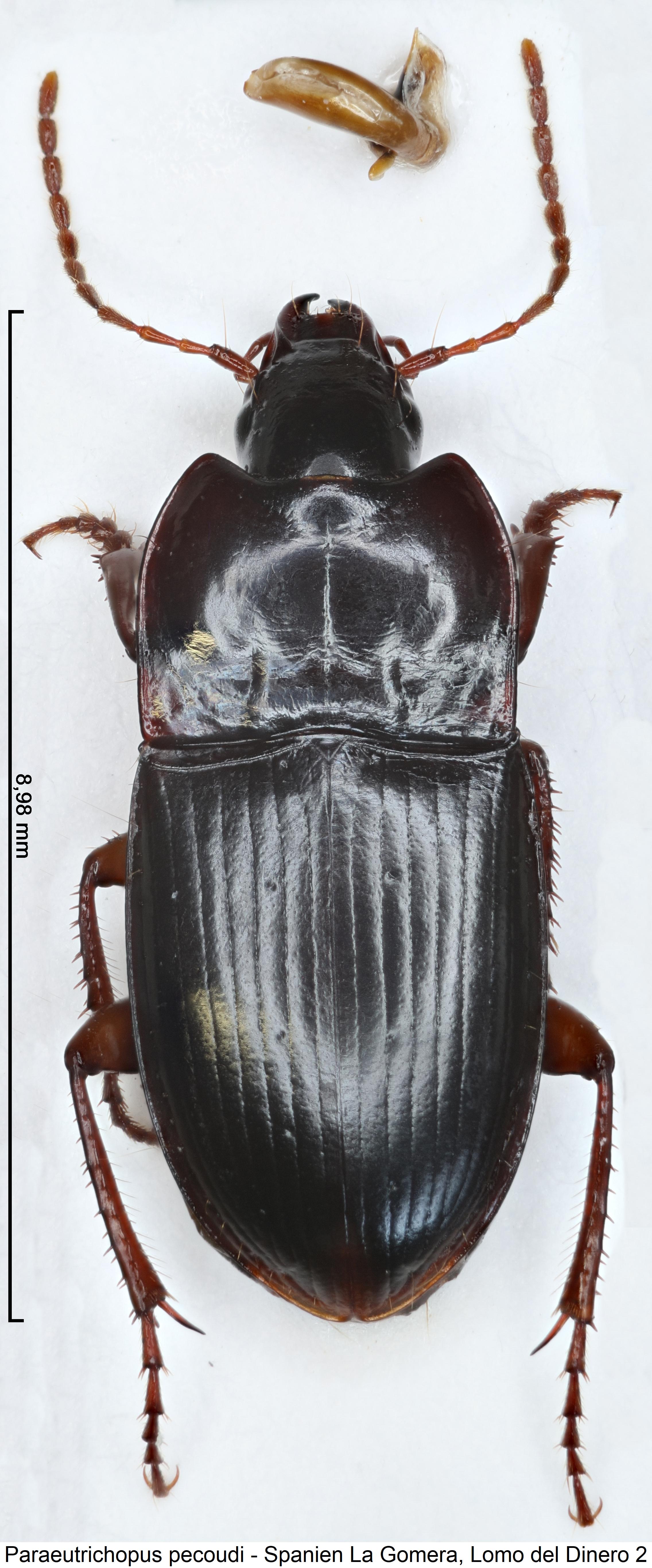 paraeutrichopus_pecoudi_hab.jpg