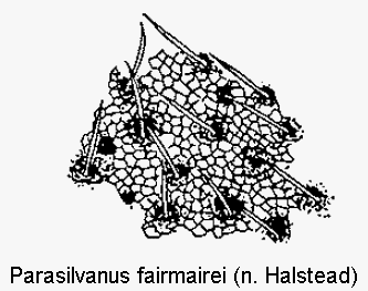 parasilvanus_fairmairei_ms.gif