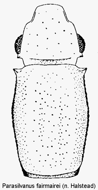 parasilvanus_fairmairei_vk.gif