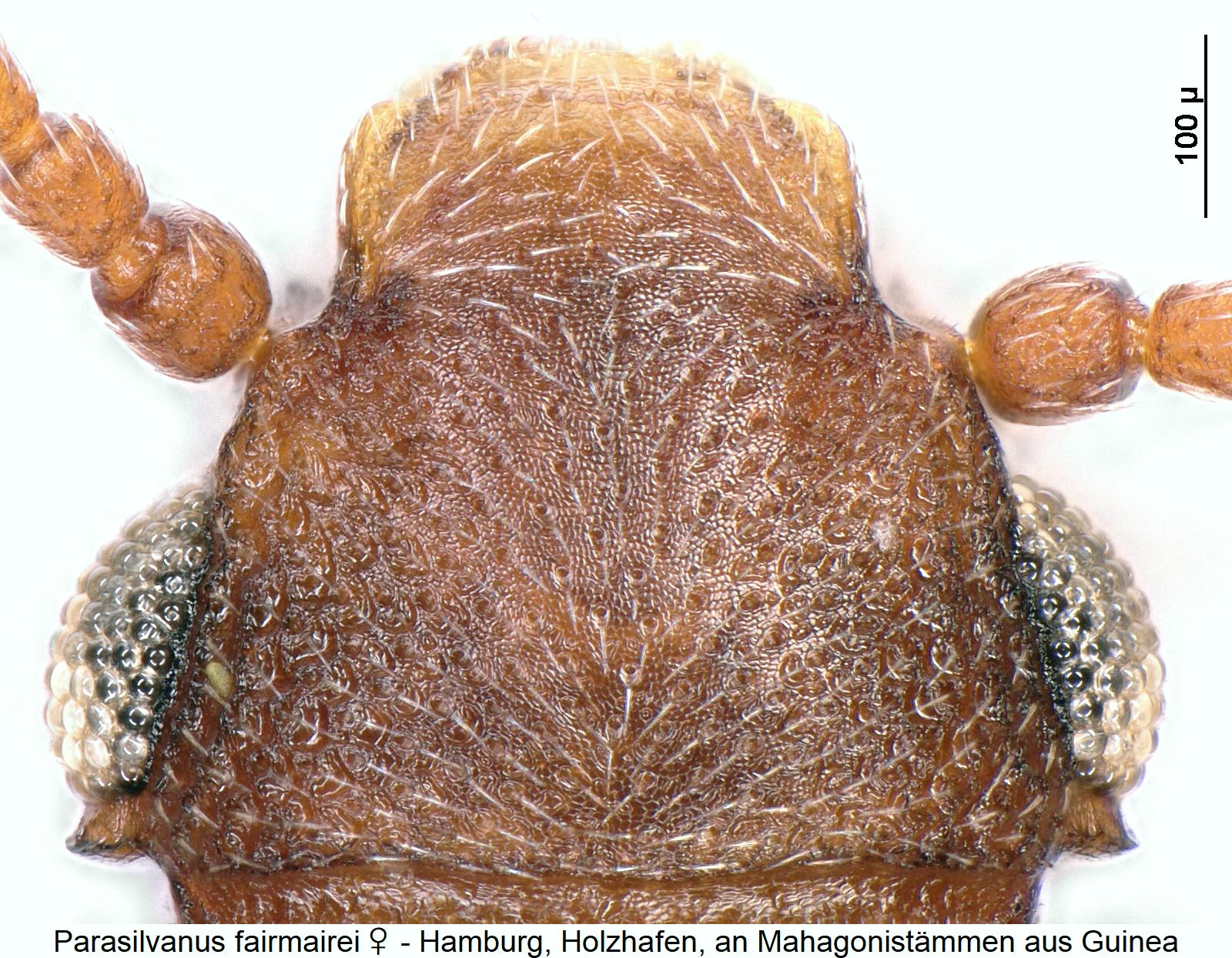 parasilvanus_fairmairei_w_k.jpg