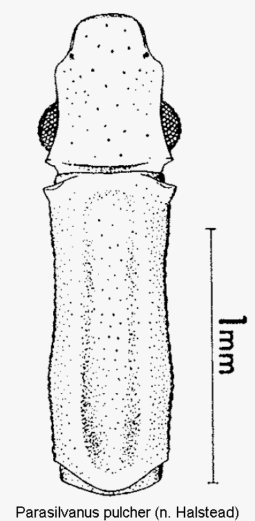 parasilvanus_pulcher_vk.gif