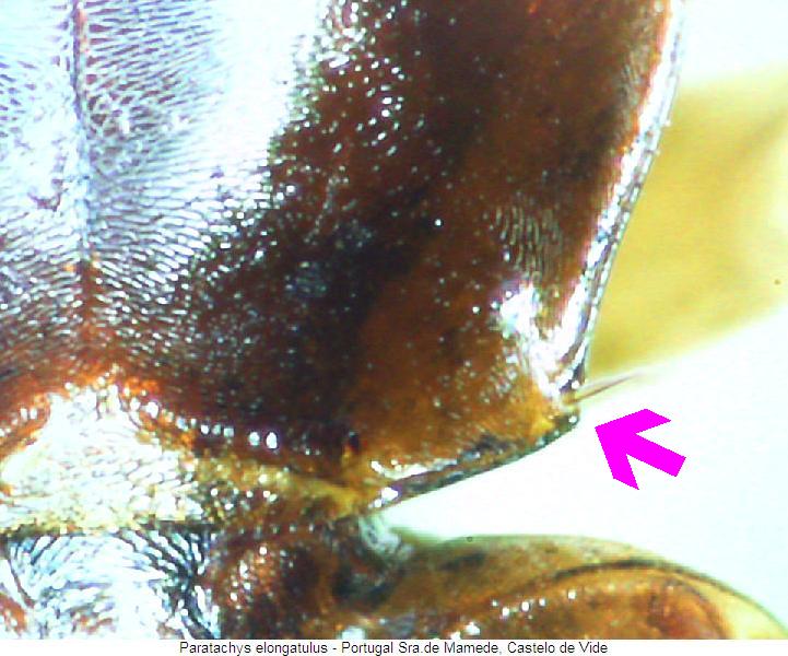 paratachys_elongatulus_hsch.jpg