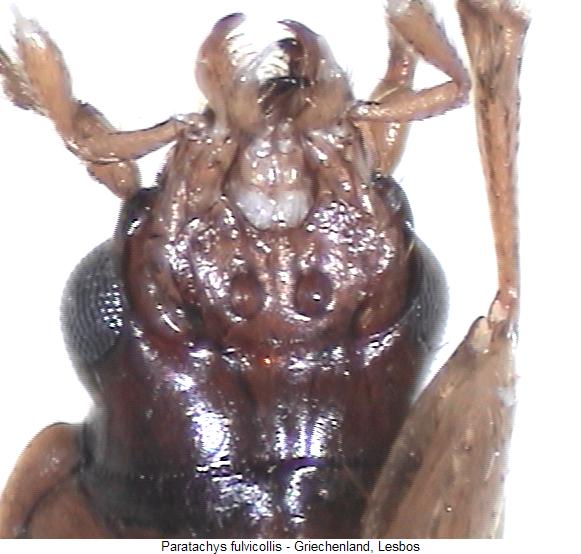 paratachys_fulvicollis_labium.jpg