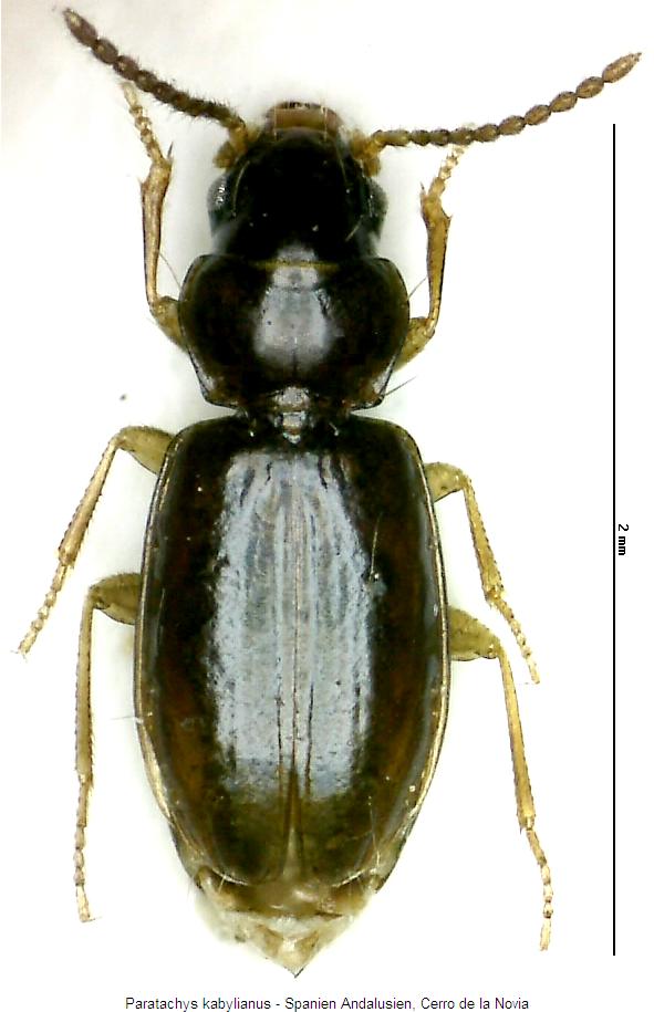 paratachys_kabylianus_hab.jpg