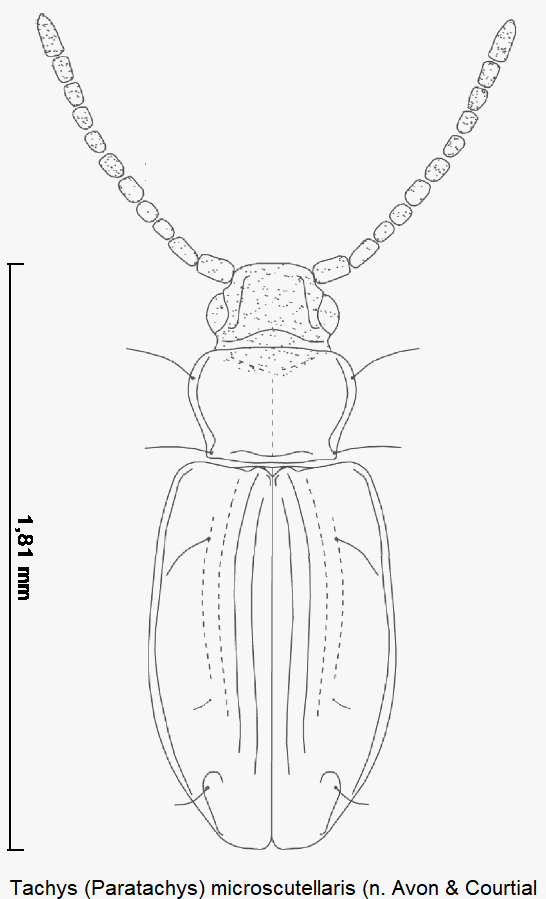 paratachys_microscutellaris_hab.gif