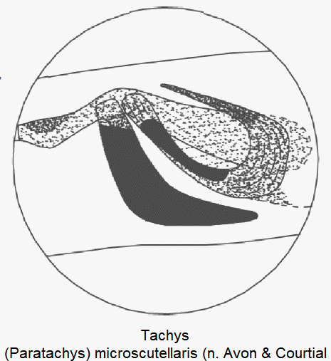 paratachys_microscutellaris_pc.gif