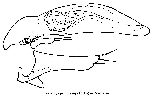 paratachys_pallorus.gif