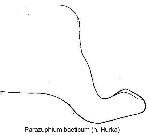 parazuphium_baeticum_aed.jpg