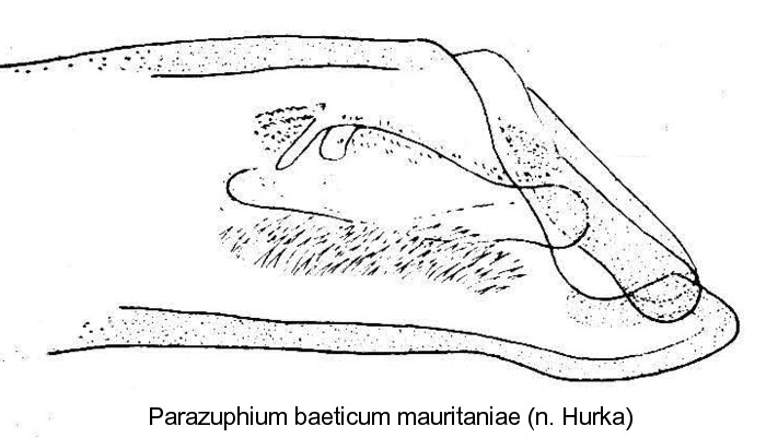 parazuphium_baeticum_mauritaniae_aed.jpg