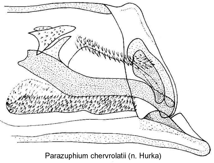 parazuphium_chevrolatii_aed.jpg