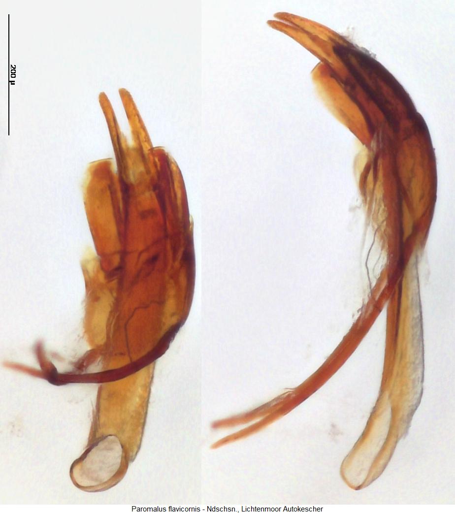 paromalus_flavicornis.jpg