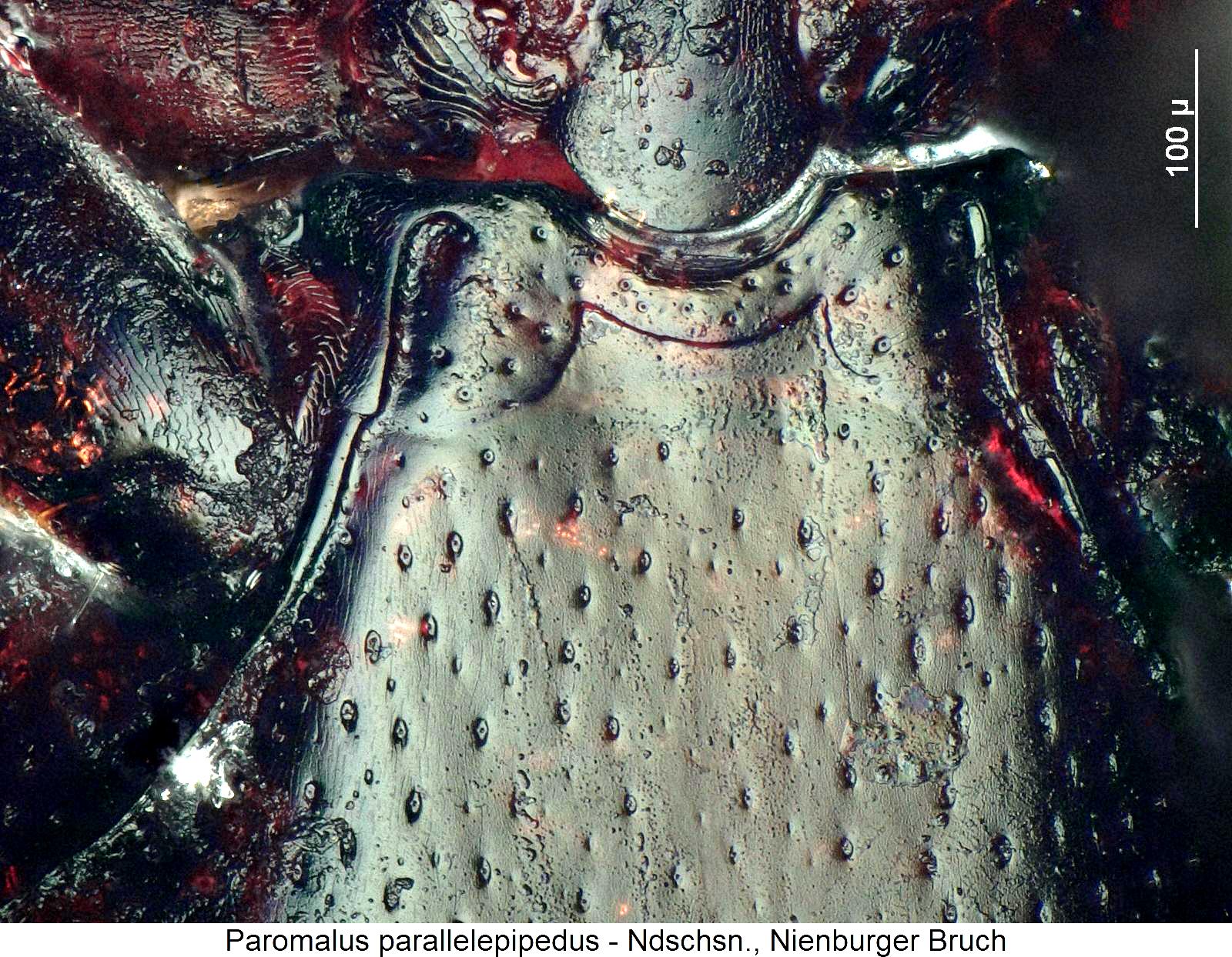 paromalus_parallelepipedus_mbr1.jpg