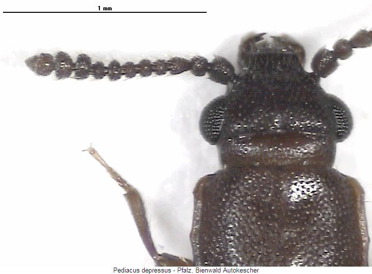 pediacus_depressus_vk.jpg