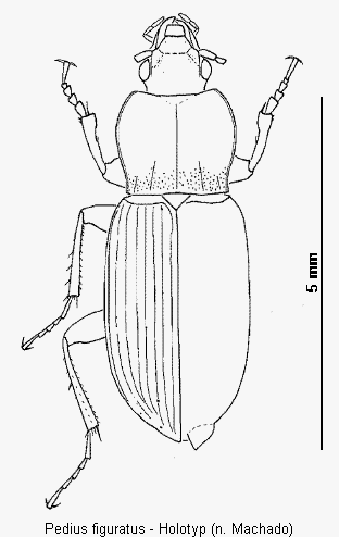 pedius_figuratus_hab.gif