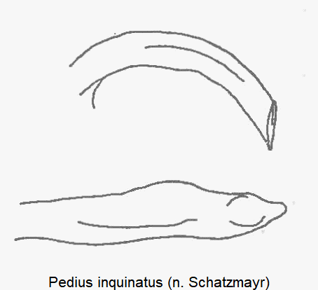 pedius_inquinatus.gif