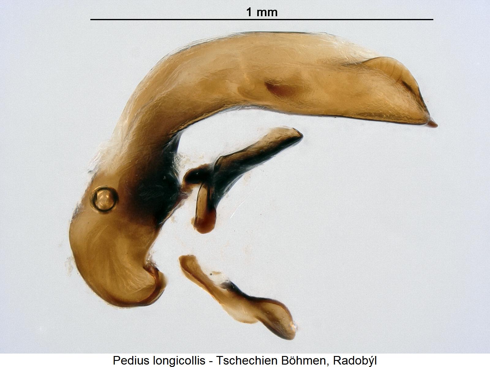 pedius_longicollis.jpg