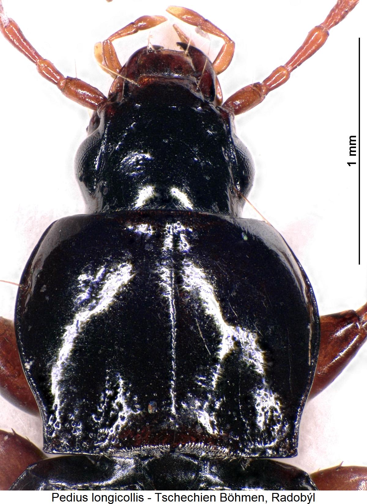 pedius_longicollis_vk.jpg