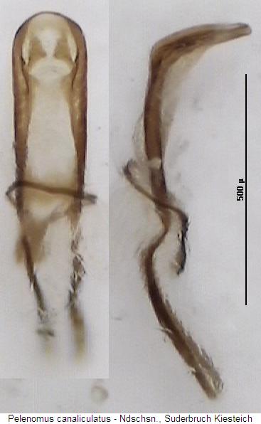 pelenomus_canaliculatus.jpg