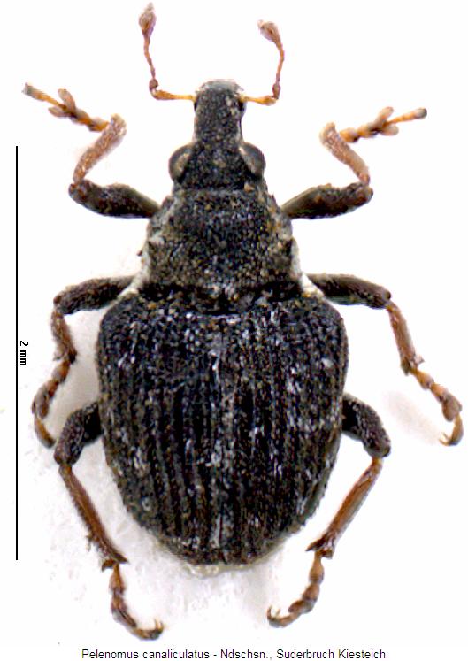 pelenomus_canaliculatus_hab.jpg
