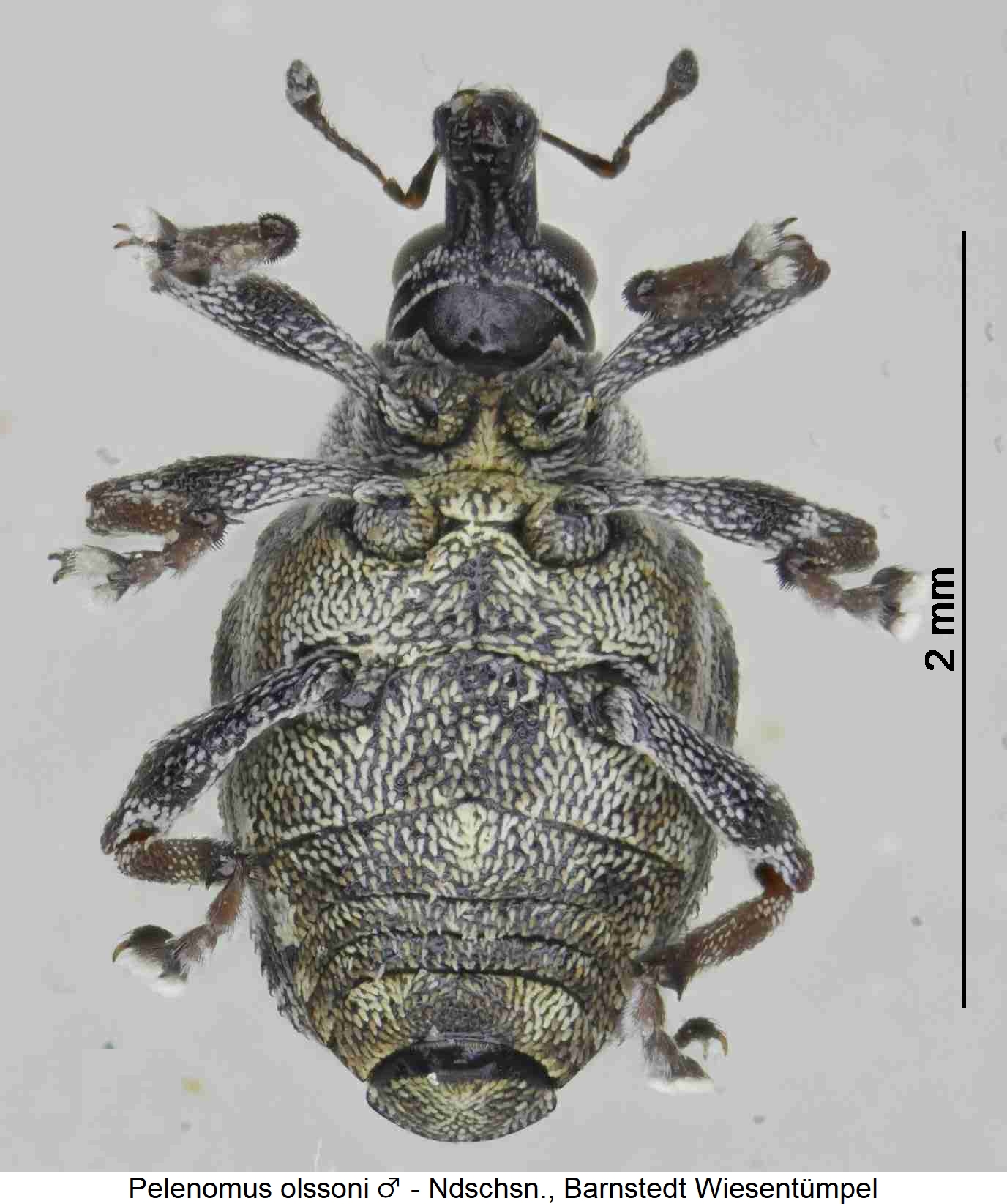 pelenomus_olssoni_m_us.jpg