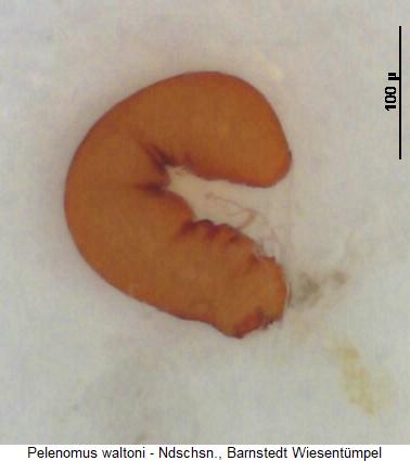 pelenomus_waltoni_sperm.jpg