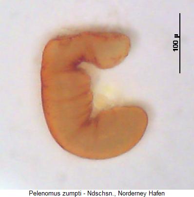 pelenomus_zumpti_sperm.jpg