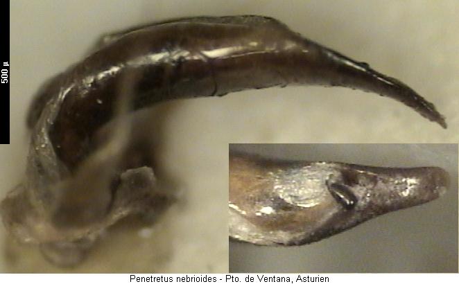 penetretus_nebrioides.jpg