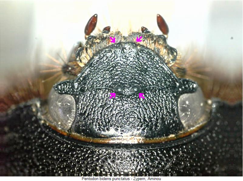 pentodon_punctatus_k.jpg