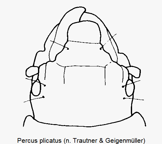 percus_plicatus_k.gif