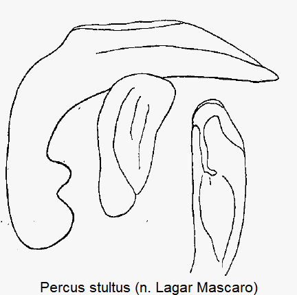percus_stultus.gif