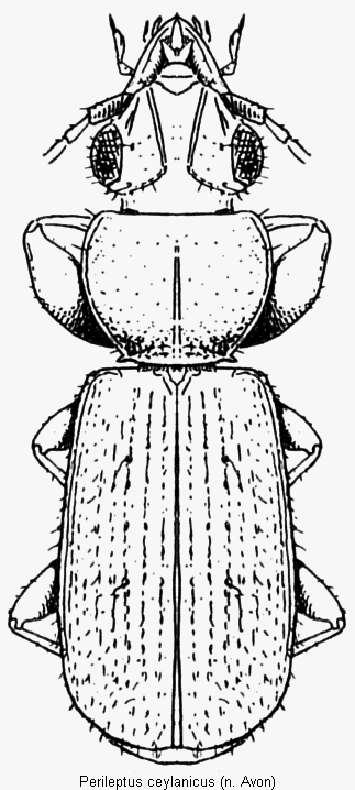 perileptus_ceylanicus_hab.gif